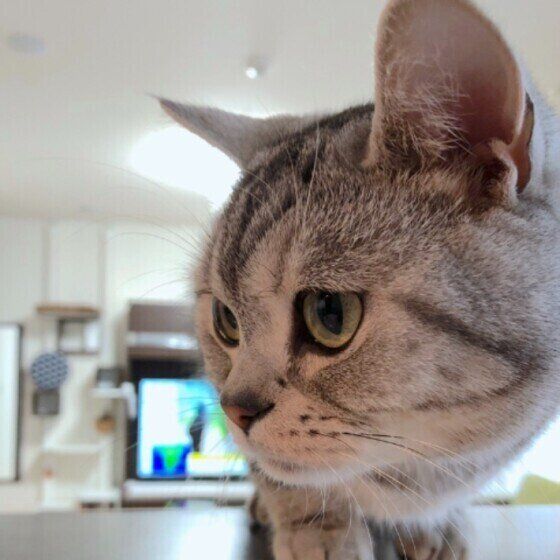 とらじろうくん  アメリカンショートヘア