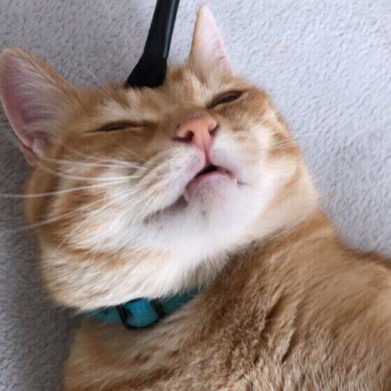 MIXのパロンくん