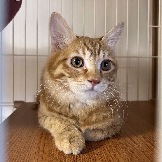 香箱座りをする虎太郎くん