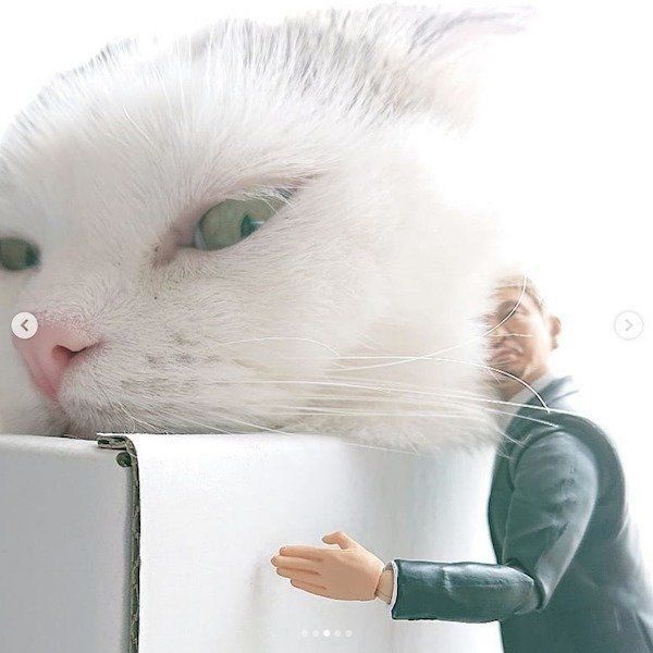 まさかのコラボをしたスコティッシュフォールド