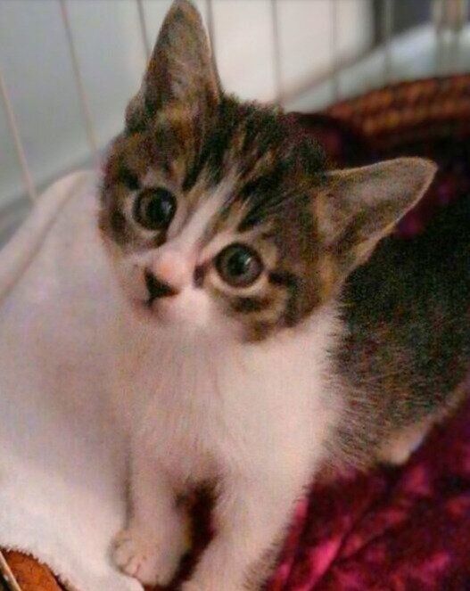生後2カ月頃の猫