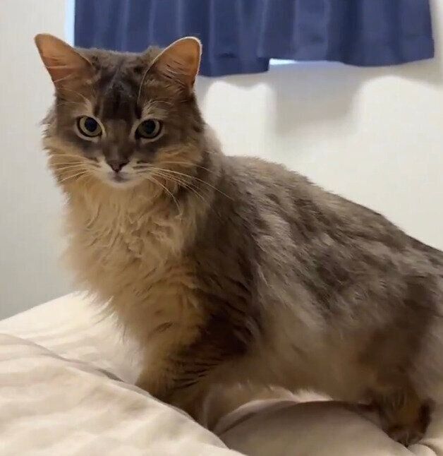 見つめるこはくちゃん