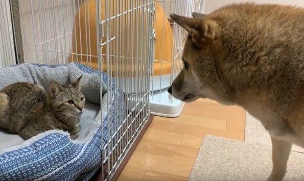 キジトラ猫のリム