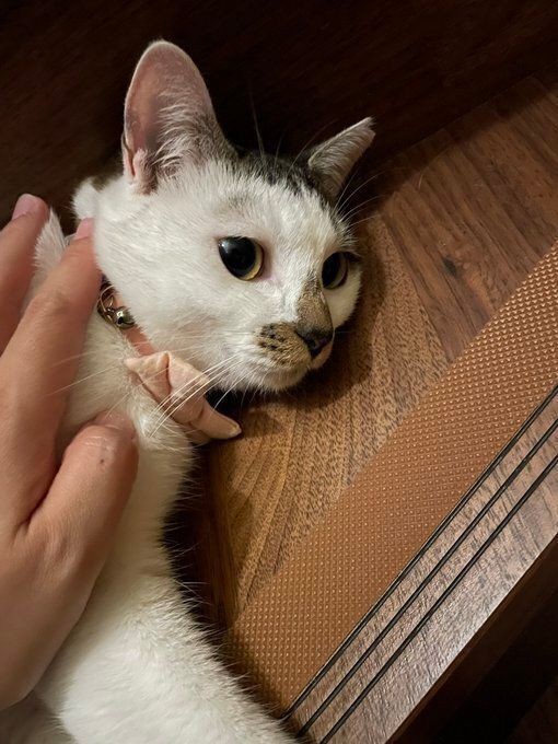 飼い主に撫でられている猫