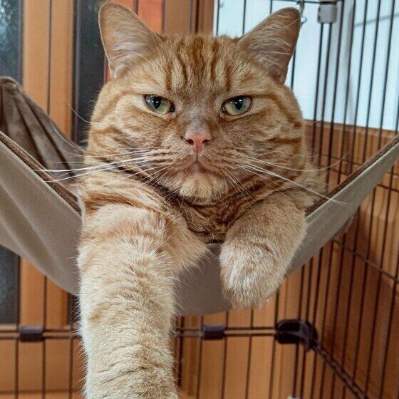 アメリカンショートヘアの龍太くん♪