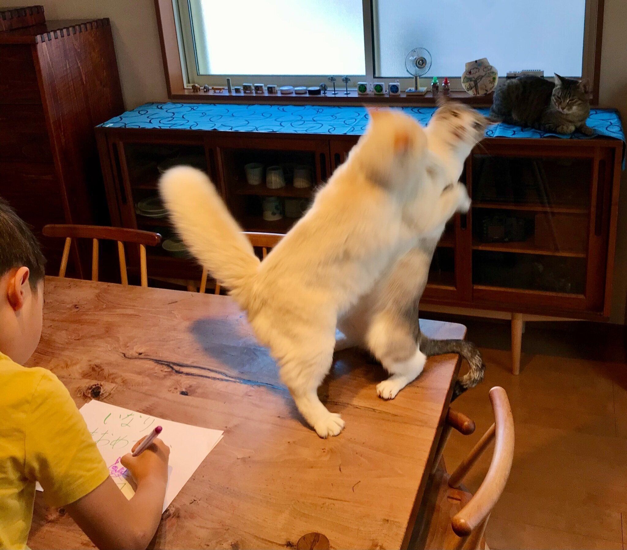 闘う猫と無視する少年