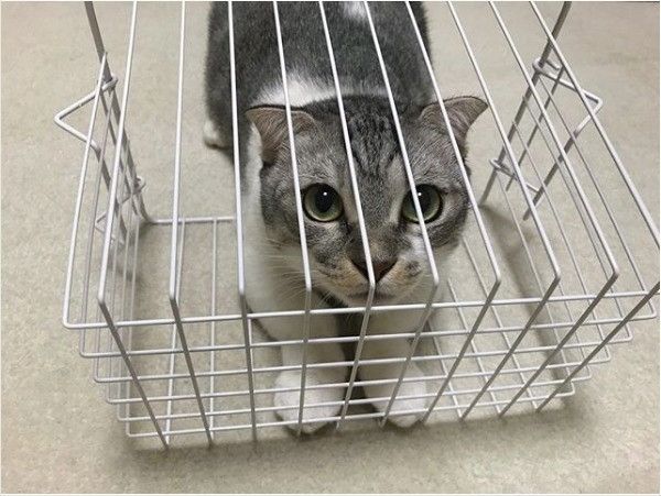 カゴ大好きニャンコ