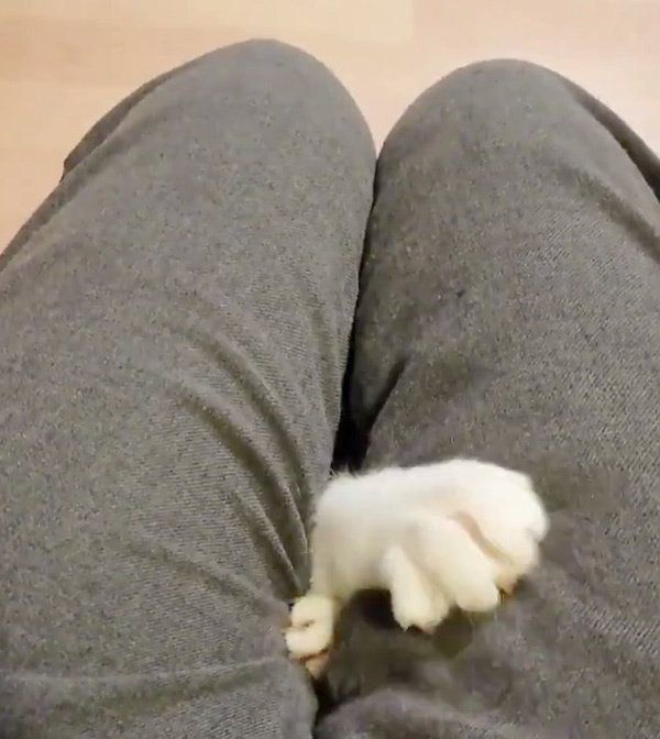 飼い主さんの太ももの間からひょっこりするなるちゃん