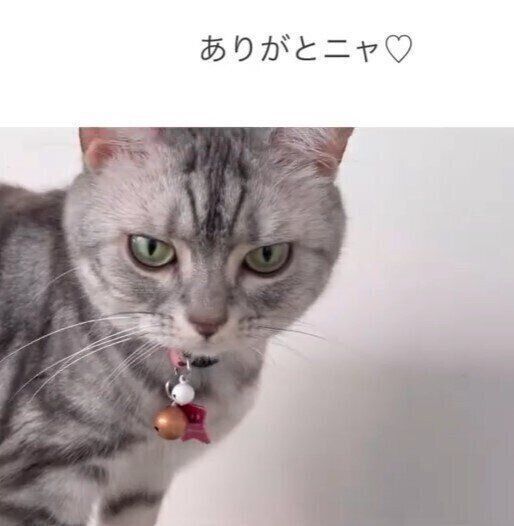 ねこ画像