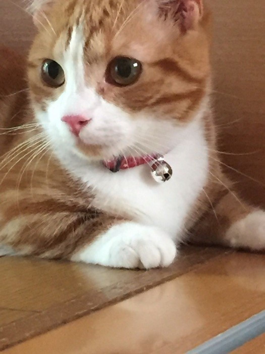 マンチカンの特徴と性格 飼い方 価格相場など 猫図鑑 ねこのきもちweb Magazine マンチカンの特徴と性格 飼い方 価格相場など 猫図鑑 ねこのきもちweb Magazine