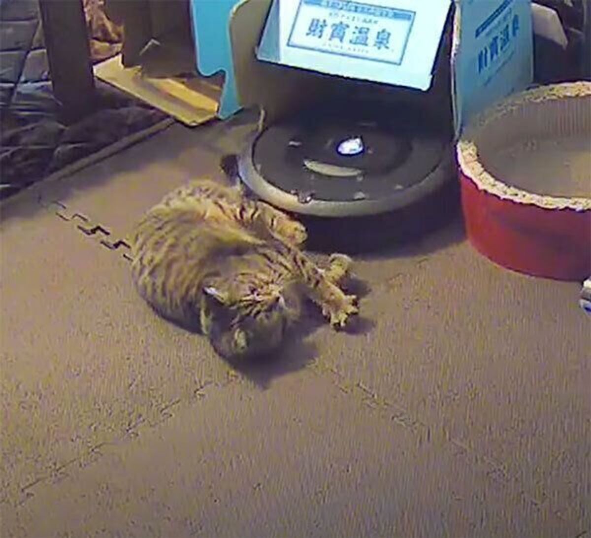 ルンバの動きを封じる猫 ドヤ顔したくもなる華麗な 猫の仕留め技 ねこのきもちweb Magazine ルンバの動きを封じる猫 ドヤ顔したくもなる華麗な 猫の仕留め技 ねこのきもちweb Magazine
