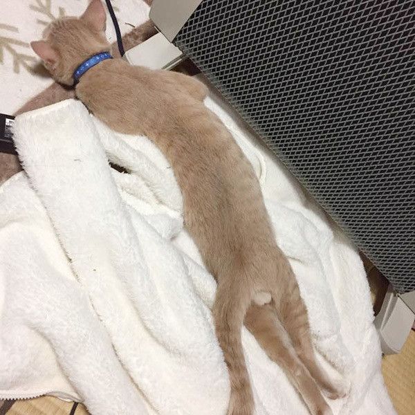 ぬくぬくニャンコ