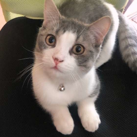 上目づかいのまるくん