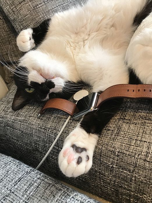 響介VSリュック〜Apple Watchをめぐる争い