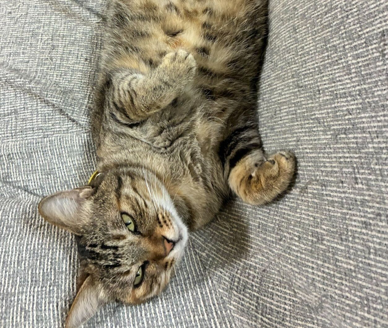 ヘソ天でくつろぐベルちゃん