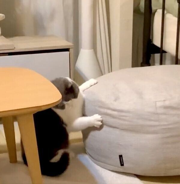 なにかと戦うおもちちゃん