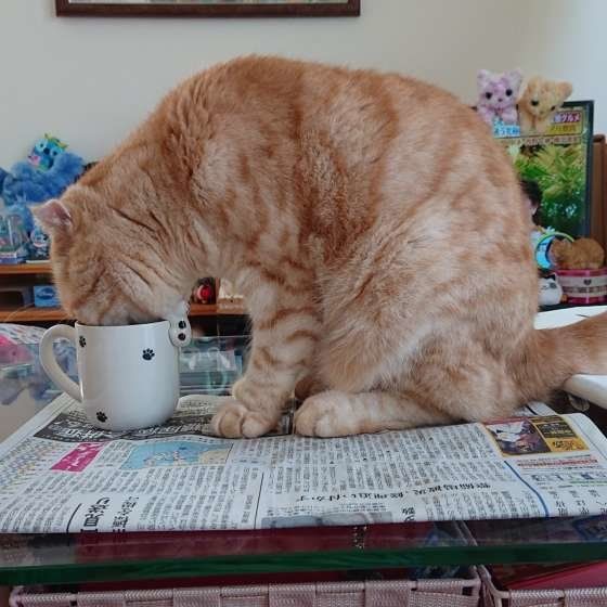 スコティッシュフォールド