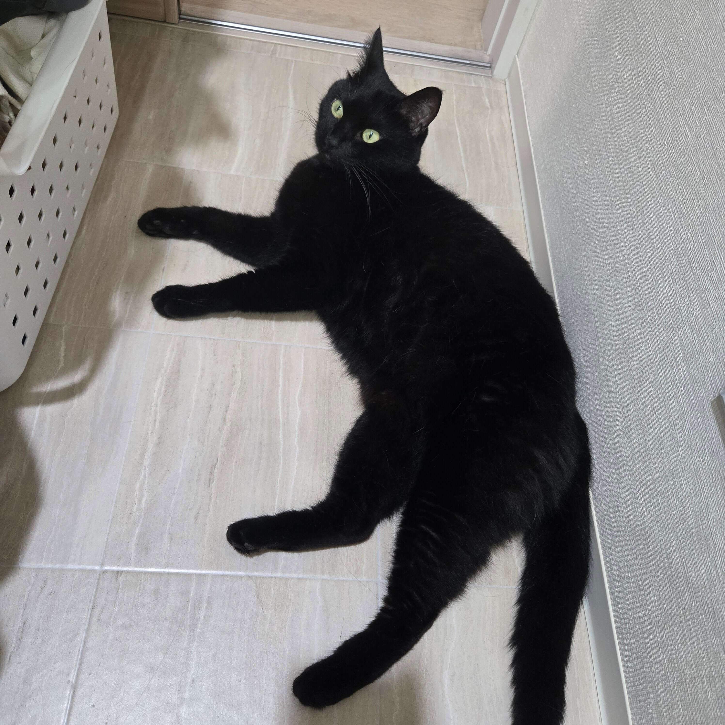 お風呂中の飼い主さんを出待ちするのあるちゃん。