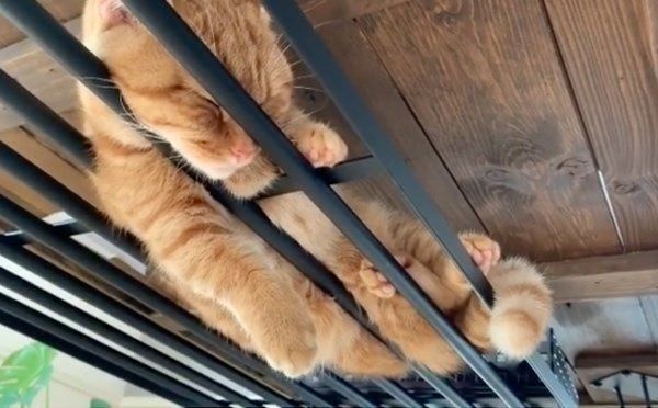 スゴい場所で眠るマンチカン