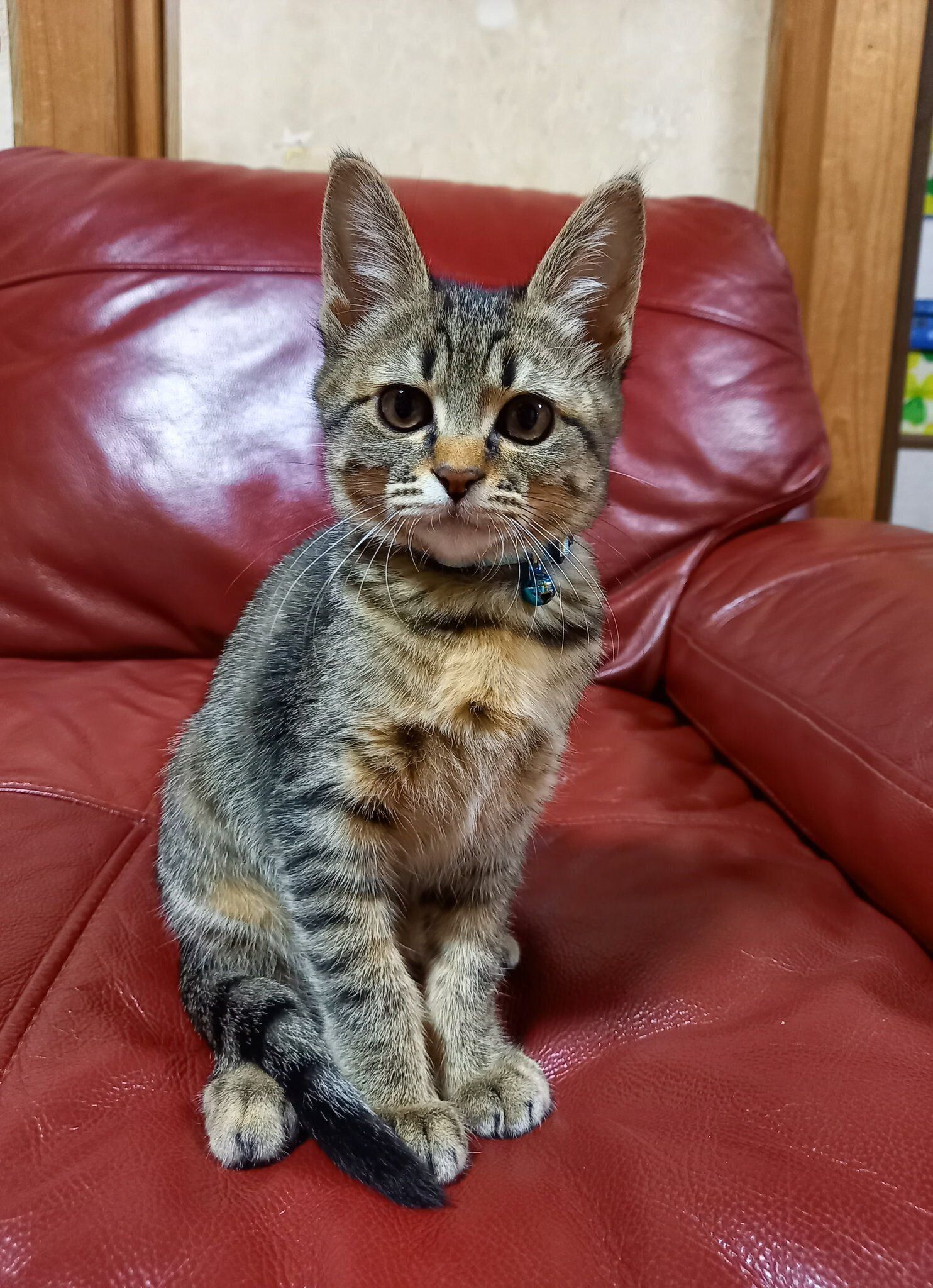 お迎えから2カ月後の子猫
