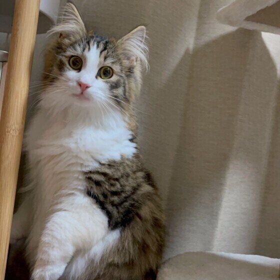 イタズラしようとするキジトラのジャックくん