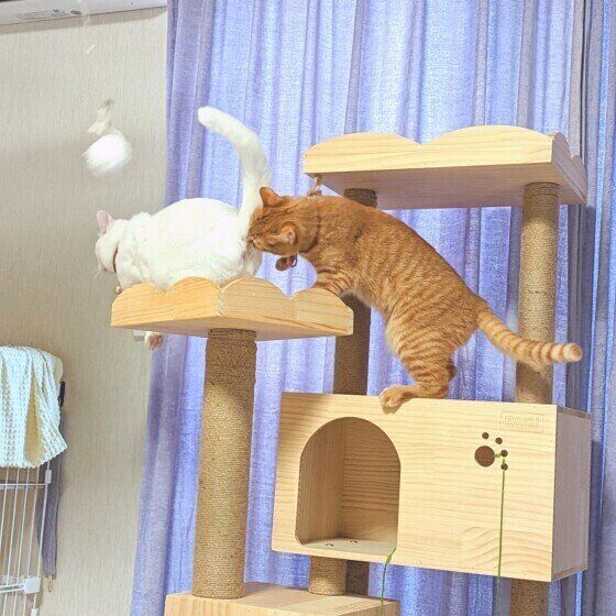 茶トラの虎斗くんたち