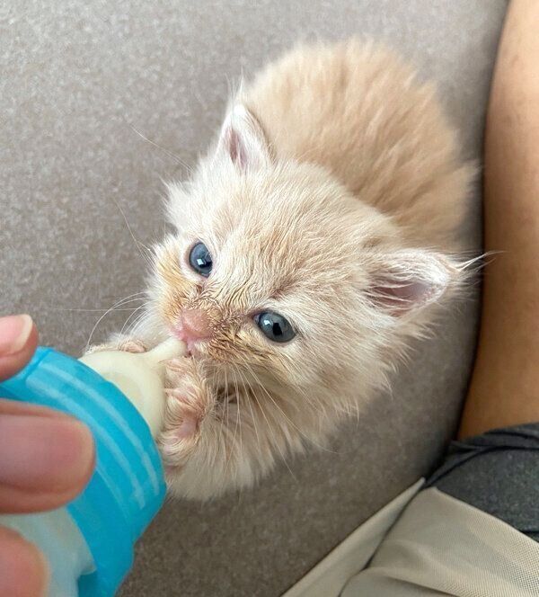 ミルクを飲むベルちゃん