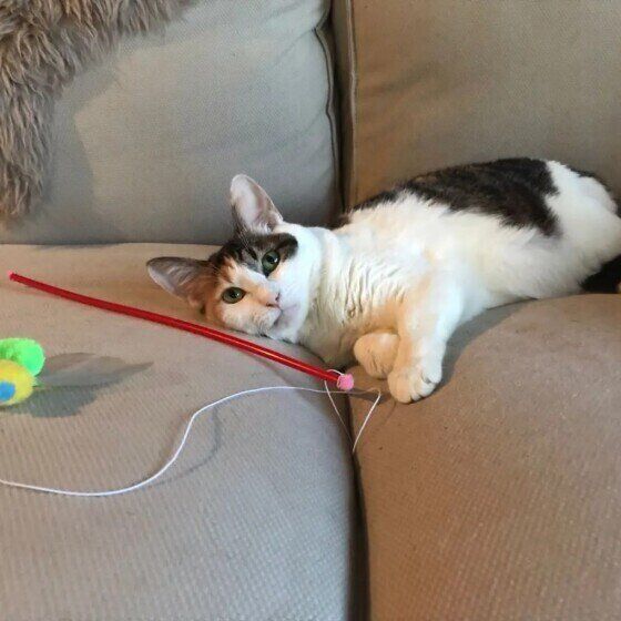 ミケ猫のモカちゃん