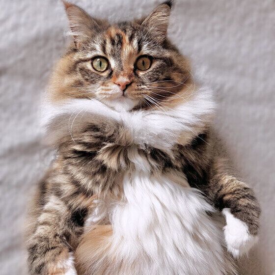 サイベリアンのうにもちゃん♪