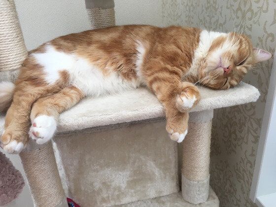 キャットタワーで眠るスコティッシュフォールド