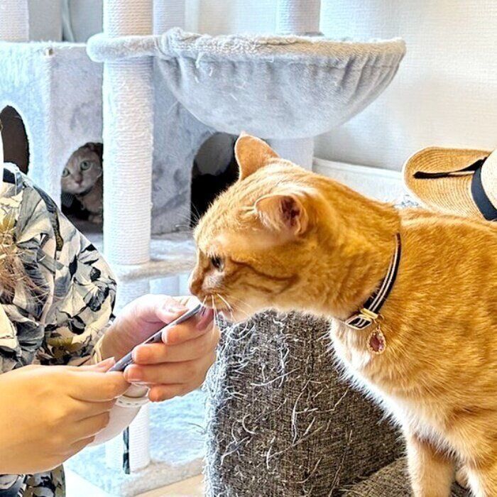 （奥）キャットタワーのハウスの中に隠れるチェルシーちゃん（手前）友人の黒之さんからおやつをもらうチロルちゃん