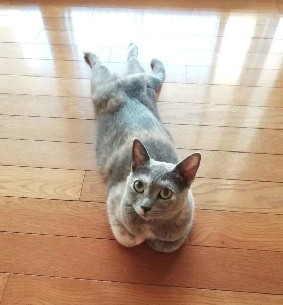 悠ちゃんの香箱座り…？