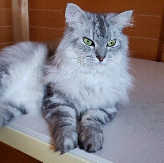 くつろぐラガマフィン