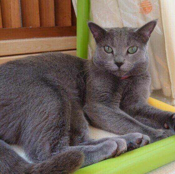 まったりとくつろぐロシアンブルー