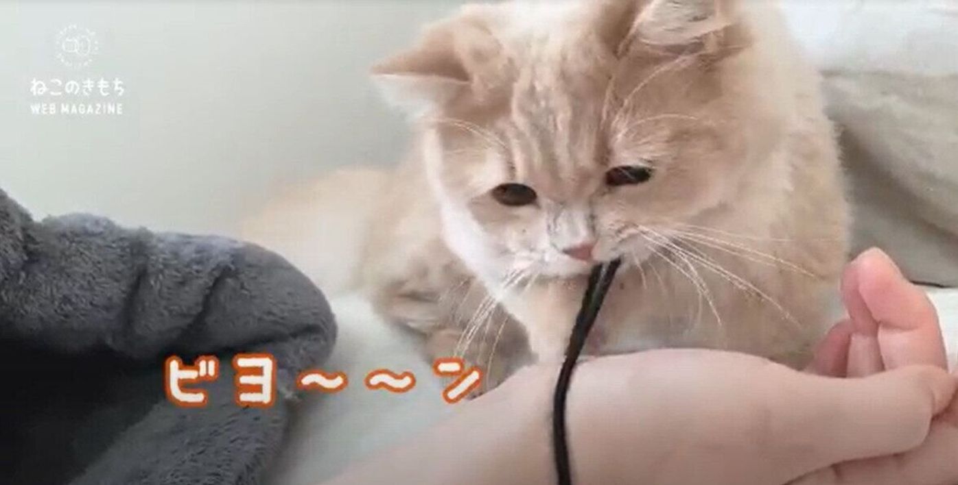 甘えんぼタイムのはずでは いきなりヘアゴムに夢中になって遊び始める猫 ねこのきもちweb Magazine 甘えんぼタイムのはずでは いきなりヘアゴムに夢中になって遊び始める猫 ねこのきもちweb Magazine