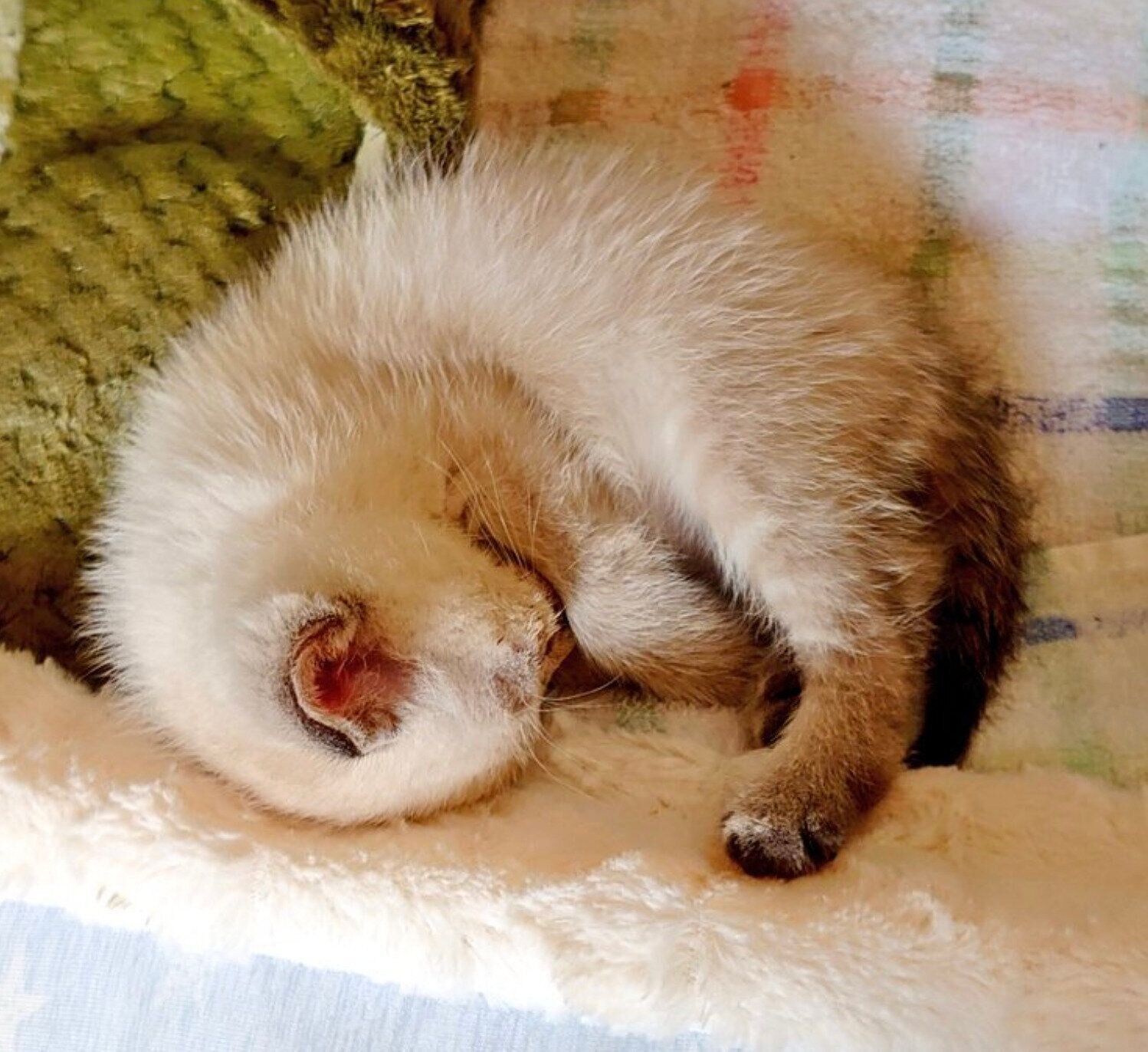 保護当時、生後3週齢ごろのひめちゃん
