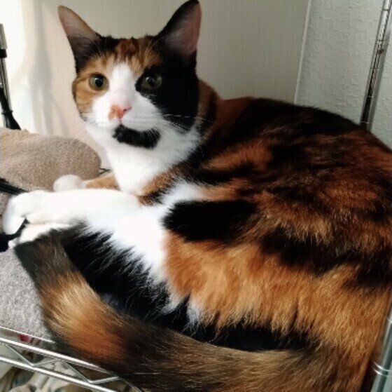 日本ネコのおとめちゃん