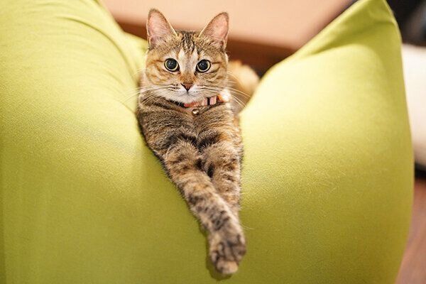 クッションの上に座るしじみちゃん