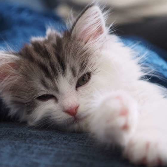 子猫のサスケくん