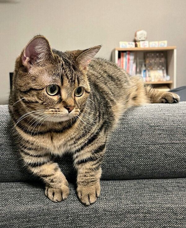 くつろぐもなちゃん