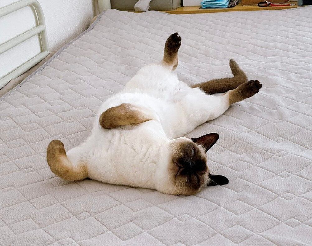 ホカホカのシーツの上で寝転がるたきちゃん