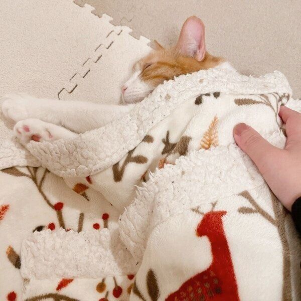 飼い主さんにトントンされて眠るきなこちゃん