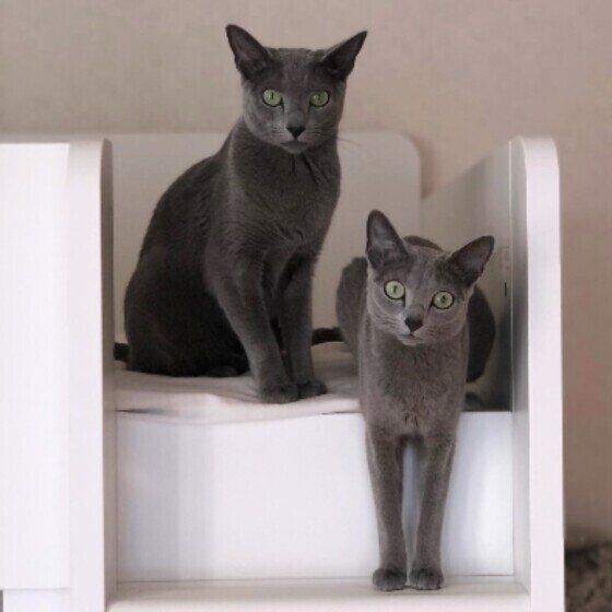 ロシアンブルーのソラちゃんとシィちゃん