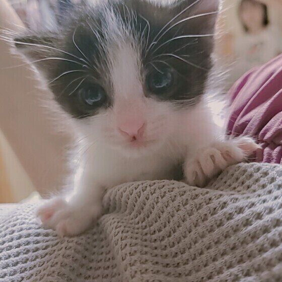 ちゃちゃちゃん