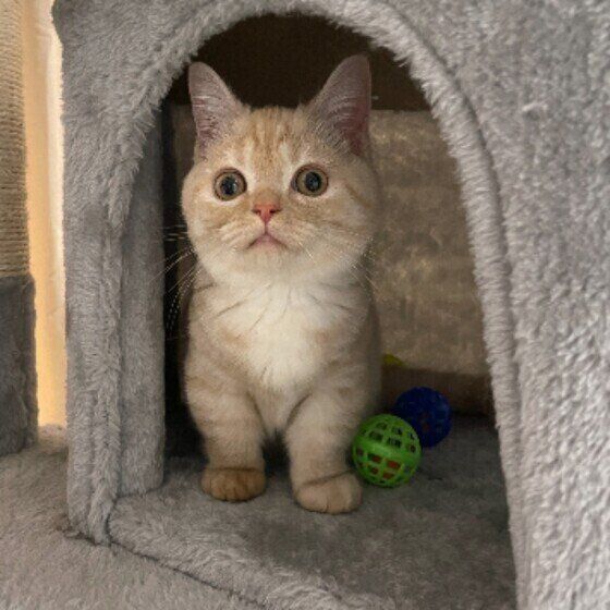 マンチカンのつむぎちゃん