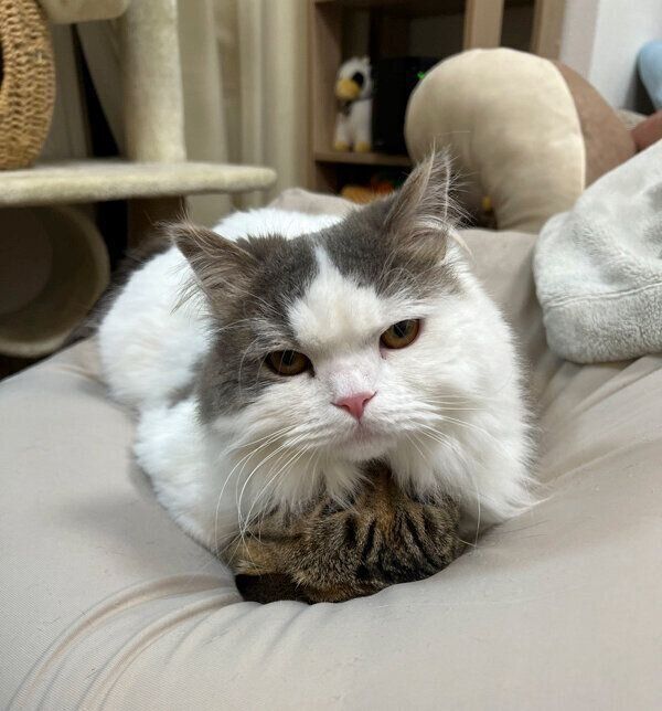 まつたけちゃんの上に乗るおすしくん