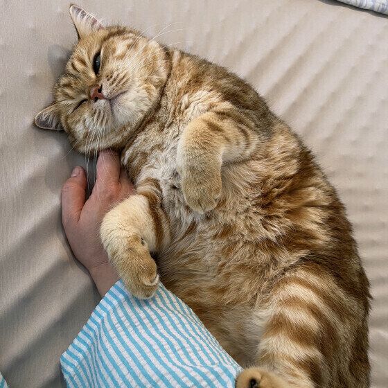 ブリティッシュショートヘアのレオちゃん