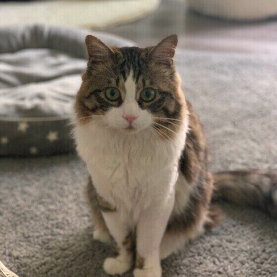 何かを訴えかけるにゃん2くん