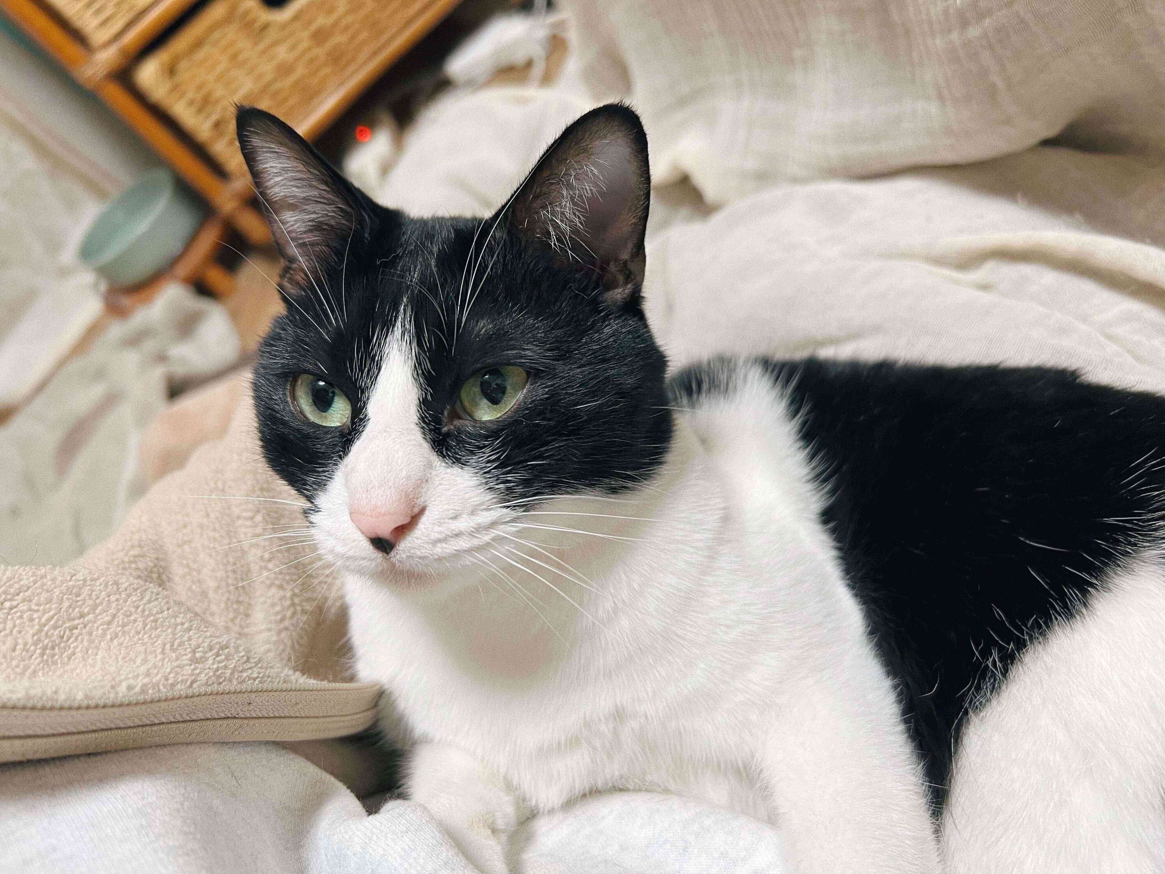 どこかを見つめる春ちゃん