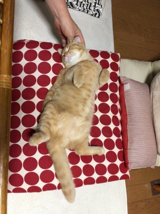 なでられる猫（スコティッシュフォールド）